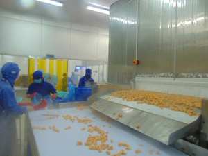 Mangue congelée de haute qualité Fournisseur de mangue IQF du Vietnam Morceaux de mangue mûre prête à l'exportation Cubes de mangue douce du Vietnam - Product Image 5