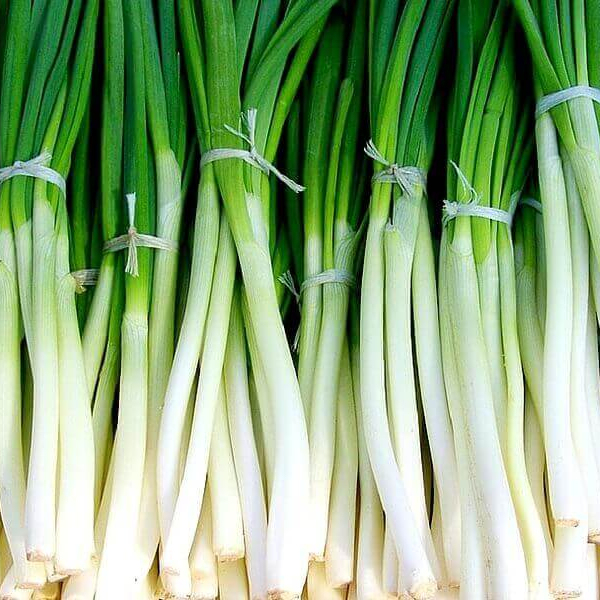 Fresh green union spring union из Египта, высокое качество, низкая цена