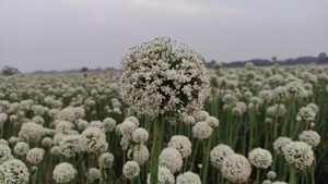 Màu Đỏ Creole Hành Tây Varity Mới Mới Sản Xuất Mới Nhất Năm 2025 Có Sẵn Với Bao Bì Tư Nhân Từ Vraj Agri Hạt Giống Công Ty-Ấn Độ - Product Image 4