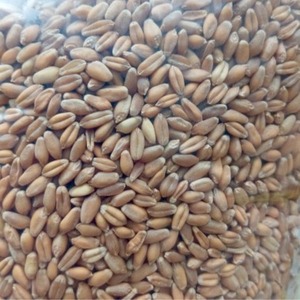Granos de Trigo Orgánico Secos Españoles a Granel (Bolsas de 25 kg) Sin OMG ni Aditivos, Calidad Premium para Uso Alimentario, En Venta - Product Image 1