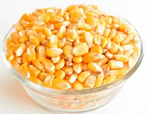 Maïs soufflé aux graines jaunes sans OGM meilleurs grains de pop-corn maïs à éclater graines de maïs cru maïs séché biologique produit de qualité maïs.