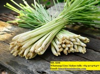Frisches Vietnamesisches Geräuchertes Zitronengras Würzige Einzelkräuter & Gewürze ISO-Zertifiziert 100%