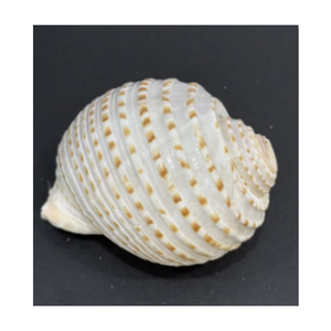 Eco Friendly Turbo Burgess coquillages naturels pour le mariage et l'événement de style - Product Image 5