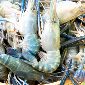 Probiotiques d'élevage de crevettes Matières premières de bambou pour une meilleure digestion - Product Image 6