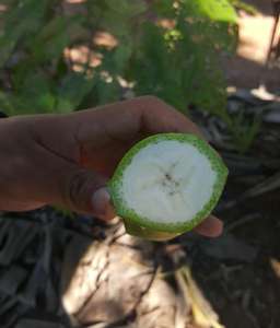 Cosecha fresca de plátano Cavendish verde de Vietnam para compradores mayoristas y cadenas de supermercados - Product Image 5