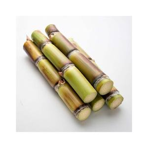 อ้อยสดเหมาะสำหรับการคั้นน้ำและเคี้ยวในฟาร์ม - Product Image 2