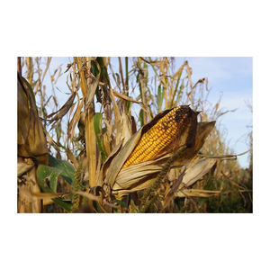 Maíz de maíz seco amarillo para alimentación animal y avícola Grano nutritivo esencial para aves y ganado saludables - Product Image 2