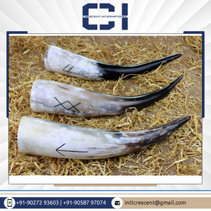 Corne à boire Viking naturelle de qualité exceptionnelle 100% artisanale et polie pour les amateurs de bière disponible en vente en gros - Product Image 6