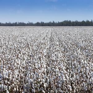 Algodón crudo orgánico certificado 100% | Vendido por libra SIN MÍNIMOS y precios al por mayor | Algodón orgánico Plus. - Product Image 6