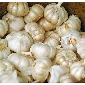 MEILLEUR AIL CONGELÉ VIETNAMIEN POUR LE MARCHÉ INTERNATIONAL AVEC UNE FRAÎCHEUR DURABLE ET UNE EXCELLENTE SAVEUR - Product Image 3