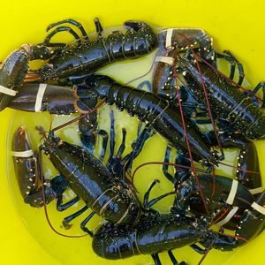 Homards frais vivants à vendre - Product Image 2
