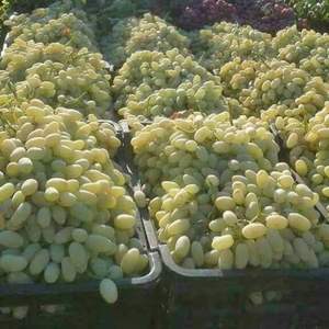 Uvas de Mesa Grandes Sin Semillas, Venta al Por Mayor - Product Image 5