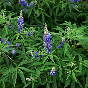 Vitex Negundo Chaste Seed Nirgundi Seed Sambhalu Beej Nilanirgundi Nirgund Tukhm Sambhalu Herbes brutes Extrait de plante en gros - Product Image 2