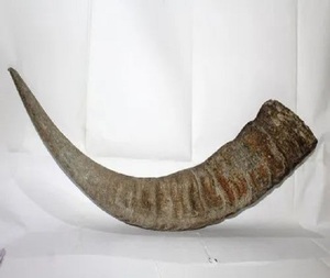 Cuerno de búfalo Ram natural único para soplar y propósito religioso Shofar de cuerno de Ram pulido brillante a buen precio por f s i - Product Image 4