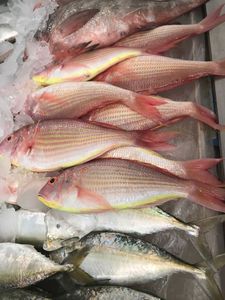 Réglementation norvégienne sur l'importation de truites d'aquaculture HG congelées Exportation de poisson populaire - Product Image 3