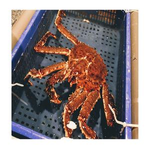 Crabe royal rouge vivant de première qualité à prix de gros, exportations mondiales - Product Image 2