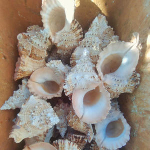 Concha de Caracol Marino Grande con Espinas para Decoración de Interiores - Product Image 1