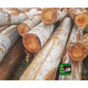 Bûches de bois dur d'eucalyptus du Vietnam pour la production de meubles, la fabrication de palettes et le traitement industriel - Product Image 4