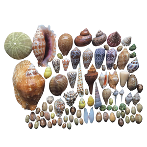 เปลือกหอยทะเลที่ได้รับการคัดสรรมาเป็นอย่างดีสำหรับการจัดสวนพิพิธภัณฑ์สัตว์น้ำและธรรมชาติ - Product Image 2