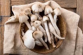 Procesamiento crudo a base de plantas cultivadas de setas de termitas secas de bosque puro - Product Image 6