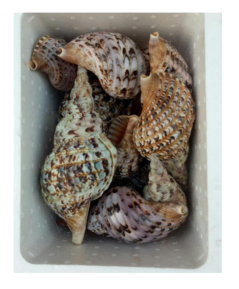 Shells Importer Quality Frozen Seafood Accessories