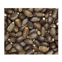 Graines de Jatropha Biologiques Séchées Naturelles de Qualité Supérieure Vente en Gros Grade Supérieur Haute Qualité Jatropha Propre Maturé Extraction d'Huile Culture