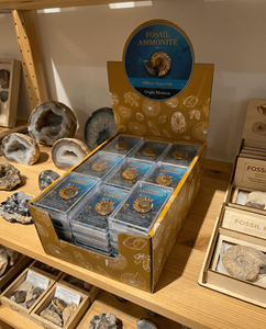 Lot de 45 unités d'ammonites fossiles réelles polies dans une boîte en acrylique pour les boutiques de cadeaux et de souvenirs - Product Image 1