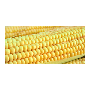 Maíz amarillo de precio al por mayor Maíz amarillo de alta calidad para alimentación animal Proveedor - Product Image 1