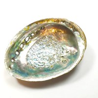 Coquillages d'Abalone Naturels de Grande Taille en Gros, Coquillages de Mer, Prix le Plus Bas, Coquille d'Abalone Blanche
