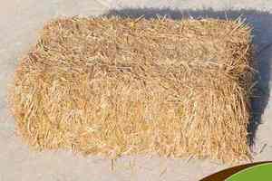 High Quality Premium Grade Eco-Friendly Dried Natural Wheat Straw Bale Bulk Supply Pakistan for Global Cattle Feed Importers - Product Image 2