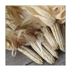 ข้าวโพดสีขาวสำหรับการบริโภคของมนุษย์ไม่ใช่จีเอ็มโอข้าวโพดสีขาว/ข้าวโพดสีเหลืองสำหรับข้าวโพดคั่วอาหารสัตว์ - Product Image 4