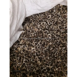 Graine de Moringa oleifera Acheter des graines de Moringa conventionnelles certifiées pour des graines de Moringa non OGM à grande échelle - Product Image 3