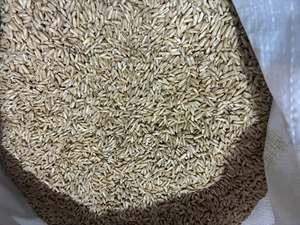 Semillas de Alpiste a Granel en Venta |   Alimento Premium para Aves Blancas |   99% de Pureza |   Fabricante y Exportador Mayorista - Product Image 2