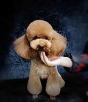 Ciseaux de toilettage professionnels pour chiens de 7 pouces Ciseaux amincissants en acier inoxydable de qualité supérieure 5 en 1 sans danger pour le toilettage des chiens