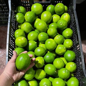 Limón/Lima sin Semillas Frescas de Vietnam, Ricas en Nutrientes - Product Image 5