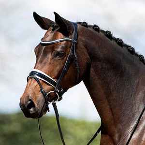 Nouvelles brides de cheval de haute qualité en cuir allemand Bride de cheval de haute qualité Services OEM en cuir - Product Image 5