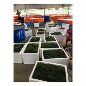 Caviar verde crujiente, uvas de mar, algas marinas perfectas para platos fríos, ensalada, mezcla de mariscos, adiciones y fines de envasado de alimentos - Product Image 4