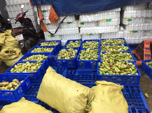 ผลไม้โนนิสดจากเวียดนามขายส่ง - Product Image 6