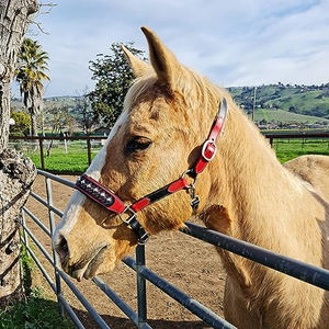 Meilleure vente de licous à logo personnalisé licous à cheval en nylon de qualité professionnelle licous à bas prix pour chevaux avec caractéristiques personnalisées - Product Image 6