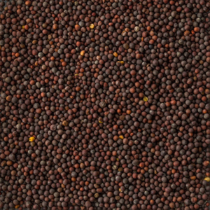 Graines de moutarde noire naturelle de qualité supérieure en vrac durables pour les mélanges de sauces européennes Prix de gros - Product Image 6