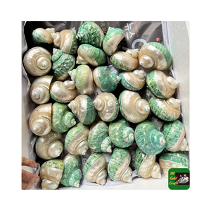 Coquillages Turbo Burgess de qualité supérieure triés sur le volet et polis pour l'artisanat de l'eau Tailles et styles assortis du Vietnam - Product Image 1