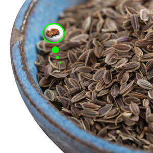 Dill | Fresh Harvest <b>Herb</b> for Seasoning Manufacturers - Product Image 2