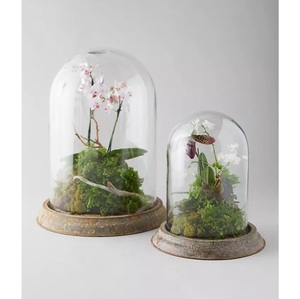 Juego de terrarios de cristal con cúpula, decoración de jardín interior, jarrón de cristal decorativo estilo granja, musgo, orquídea, decoración del hogar, terrario de cristal - Product Image 1