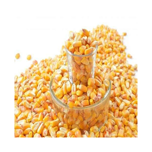 Alimento para Animales de Maíz Blanco y Amarillo de Alta Calidad para Caballos, Ganado y Cerdos - Product Image 4