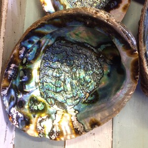 Mejore la decoración de su hogar con conchas de abulón-Suministro profesional disponible - Product Image 5