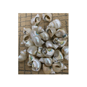 Concha decorativa para instalaciones de arte interior de 99 Gold Data Vietnam en acabado blanco y verde - Product Image 1