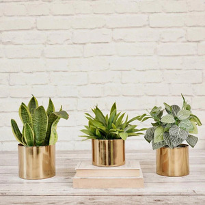 Oro agregando glamour con macetas doradas Elegancia dorada Estilizar tus plantas con macetas de lujo - Product Image 3