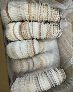 Conchas de vieiras de estilo playero de alta calidad, perfectas para manualidades y eventos - Product Image 5