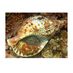 หอยทากทะเลทรัมเป็ตธรรมชาติเก็บเกี่ยวได้อย่างยั่งยืนตากแห้งและทำความสะอาดสำหรับงานศิลปะตู้ปลาและการทำอาหาร - Product Image 6