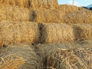 100% paille de riz naturelle paille de blé bon prix meilleure qualité matériel d'alimentation pour animaux du Vietnam en gros - Product Image 6